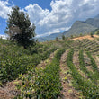 Load image into Gallery viewer, Peru - Swiss Water Decaf (Washed)