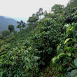 Load image into Gallery viewer, Guatemala - Alberto Pablo (Washed)