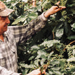 Load image into Gallery viewer, Guatemala - Raul Solis Paiz Pink Bourbon (Natural)