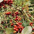 Load image into Gallery viewer, Guatemala - Raul Solis Paiz Pink Bourbon (Natural)
