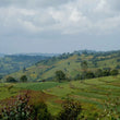 Load image into Gallery viewer, BLACK FRIDAY Dark Side of the Bloom Blend Subscription (Monthly)