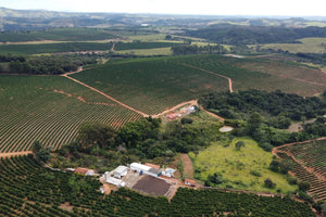 Brazil - Ipe Roxo (Anaerobic Natural)