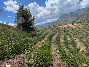 Peru - Swiss Water Decaf (Washed)