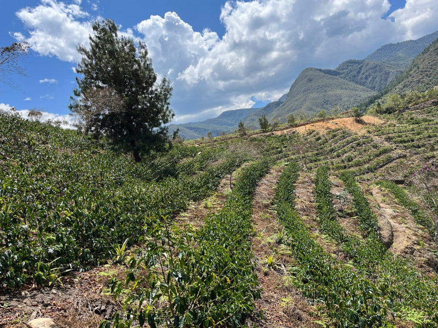 Peru - Swiss Water Decaf (Washed)