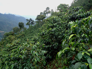 Guatemala - Alberto Pablo (Washed)