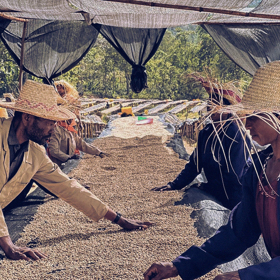 Ethiopia - Aricha Adorsi (Washed)