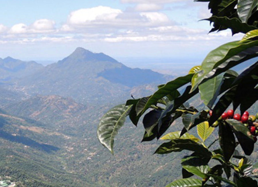 Guatemala - La Pila (Washed)