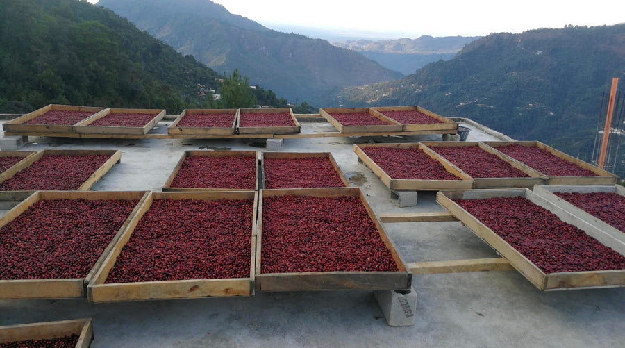 Guatemala - La Pila (Washed)