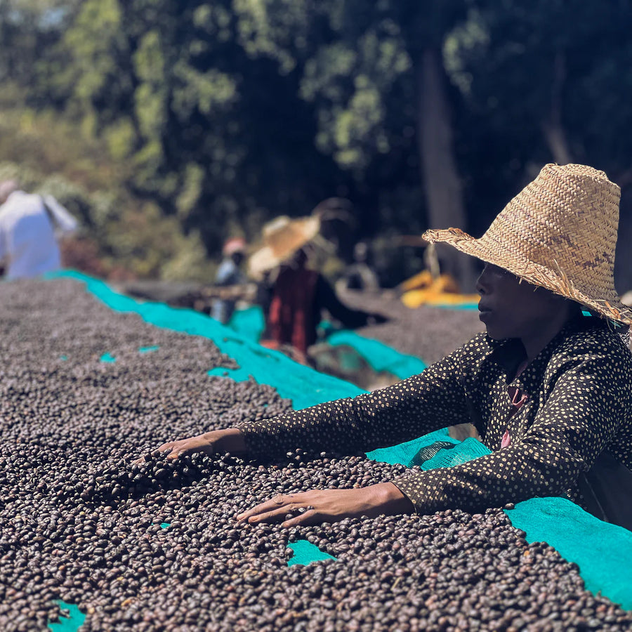 Ethiopia - West Arsi Nensebo (Natural)