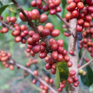 コーヒー Robby Colombia - Red Bourbon (Thermal Shock Natural) – Theory Coffee