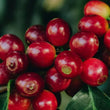 Load image into Gallery viewer, Guatemala - Monte Clara (Washed)
