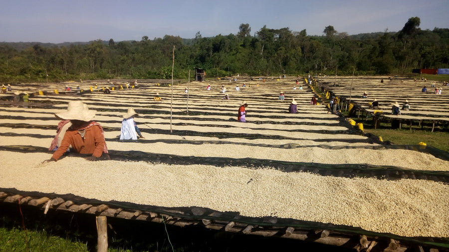 Ethiopia - Banko Taratu (Washed)