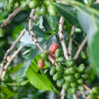 Load image into Gallery viewer, Colombia - Monteblanco Geisha (Cold Washed)

