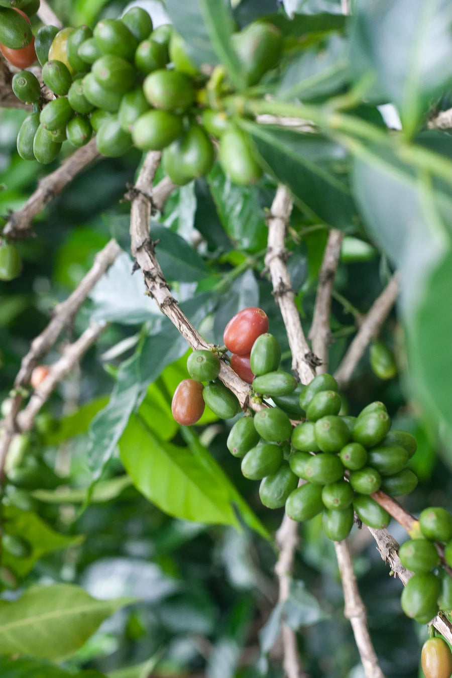 Colombia - Monteblanco Geisha (Cold Washed) – Theory Coffee Roasters