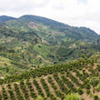 Load image into Gallery viewer, Colombia - Monteblanco Pink Bourbon (Cold Washed)

