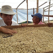 Load image into Gallery viewer, Guatemala - La Poza (Washed)
