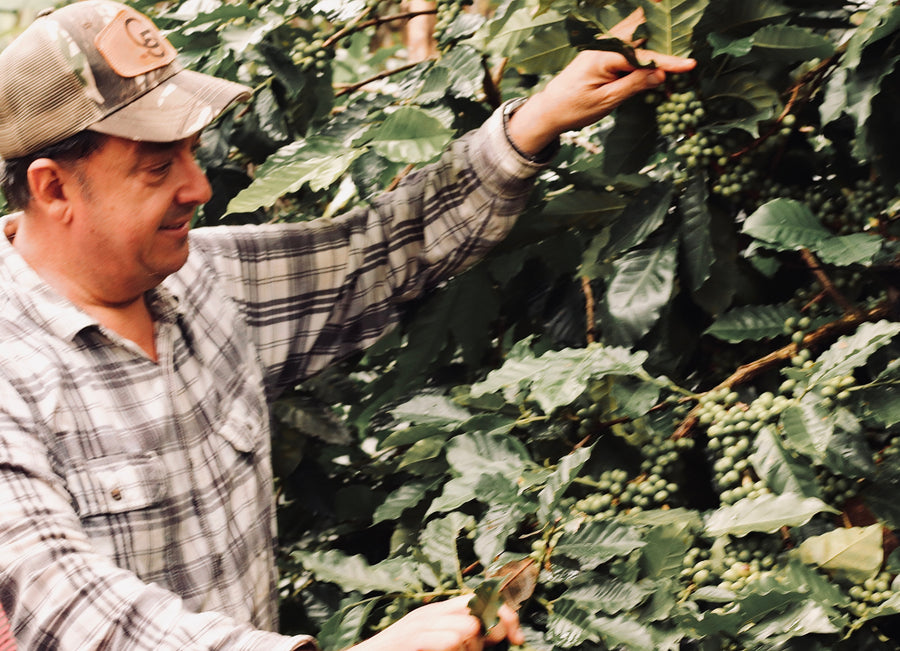 Guatemala - Raul Solis Paiz Pink Bourbon (Natural)