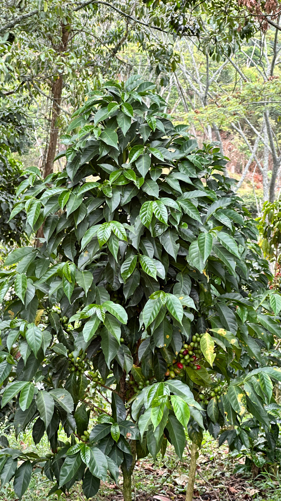 Colombia - Jose Posada Apricot Co-Ferment (Co-Fermentation)