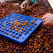 Load image into Gallery viewer, Colombia - Jose Posada Apricot Co-Ferment (Co-Fermentation)
