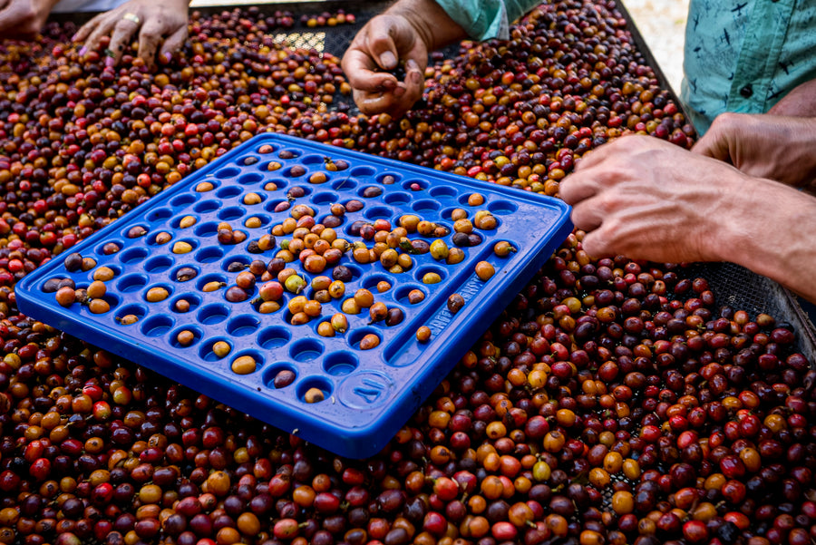 Colombia - Jose Posada Apricot Co-Ferment (Co-Fermentation)