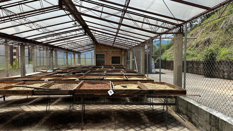 Colombia - Jose Posada Apricot Co-Ferment (Co-Fermentation)