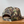 Load image into Gallery viewer, Theory Camo Hat
