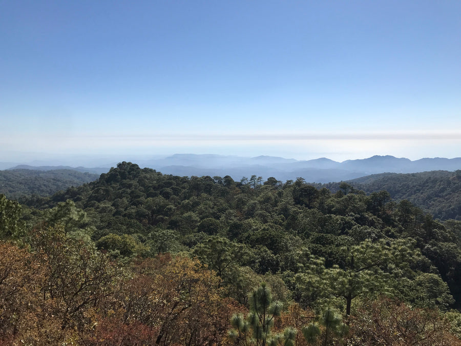 Mexico - La Yerba (Natural)