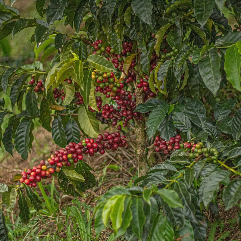 Colombia - Geisha Gold Grand Cru (Washed Anaerobic)