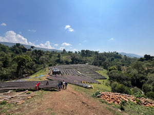 Ethiopia - Shakiso Gigesa (Natural)